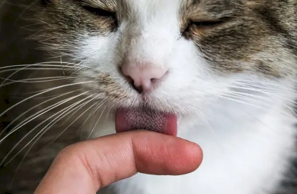 Close focado de um gato se cuidando diligentemente através de lambidas, ilustrando um comportamento meticuloso de autocuidado e higiene.