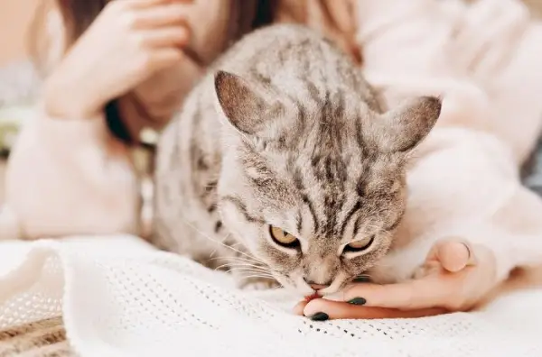 Imagen de un gato lamiendo a una mujer.