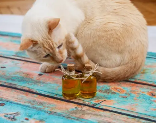 Gerüche, die Ihre Katze hasst