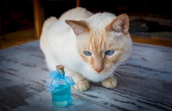 geuren waar katten een hekel aan hebben