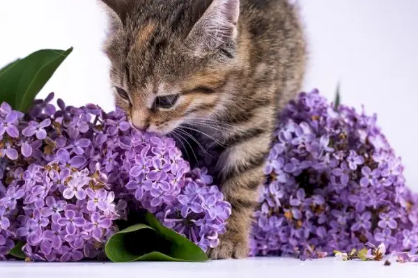 geuren waar katten een hekel aan hebben