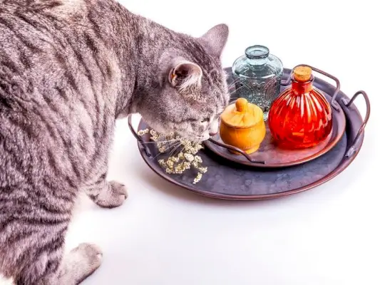 geuren waar katten een hekel aan hebben