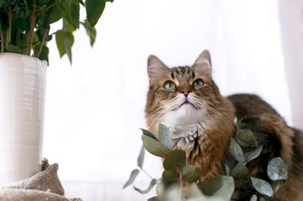 cheira que os gatos odeiam