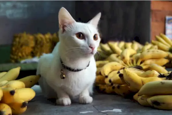 Negativos para alimentar gatos com banana