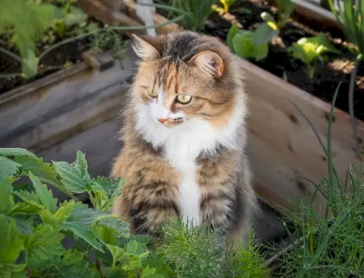 cheiros que os gatos odeiam