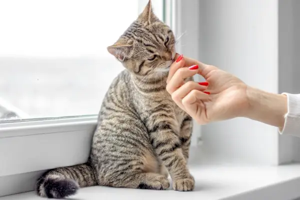 Een afbeelding van een prachtige gestreepte kat, die zijn schattige en vertederende uiterlijk laat zien en boeit door zijn charme.