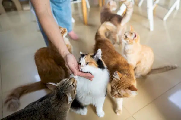 Kedilerle sevinçle oynayan ve onlarla etkileşime giren insanlar, insanlar ve kedi arkadaşları arasındaki eğlenceli anları, bağları ve paylaşılan mutluluğu gösteriyor.