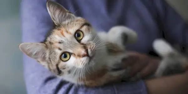 Sind männliche Katzen liebevoller als weibliche Katzen?