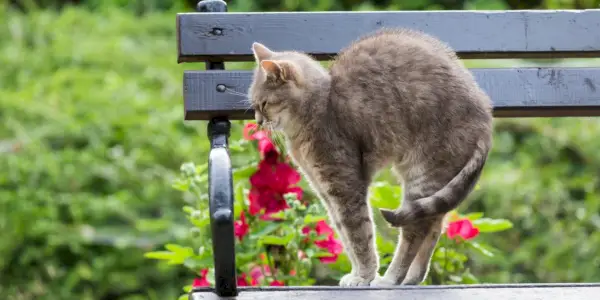 Um gato arqueando as costas, exibindo um comportamento felino clássico, muitas vezes associado ao alongamento ou à sensação de ameaça.