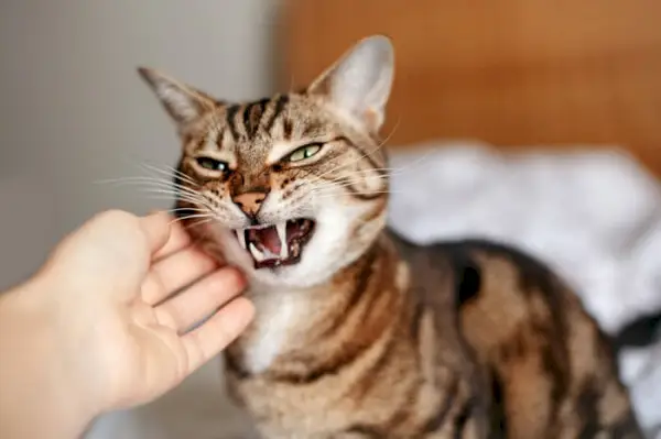 Un gato que muestra un comportamiento agresivo, con el pelaje erizado, silbidos y una postura agresiva.