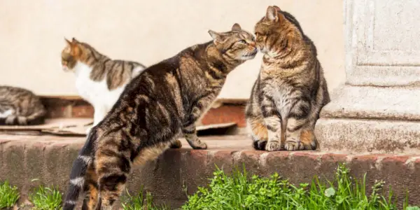 Dos gatos se comunicaron e interactuaron, demostrando un comportamiento social felino.