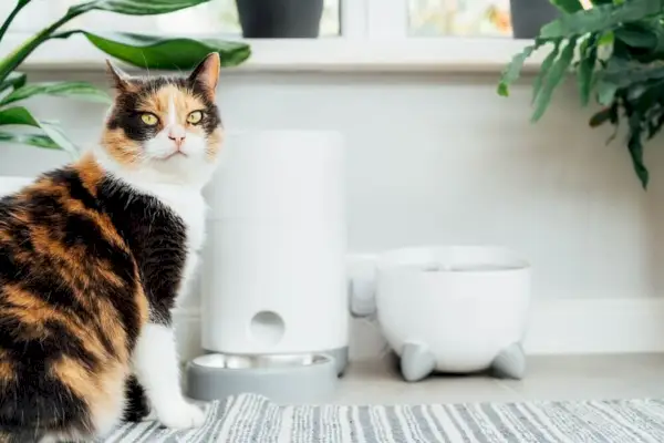 gato esperando comida cerca del comedero inteligente