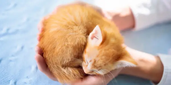 Gatito durmiendo en manos del hombre