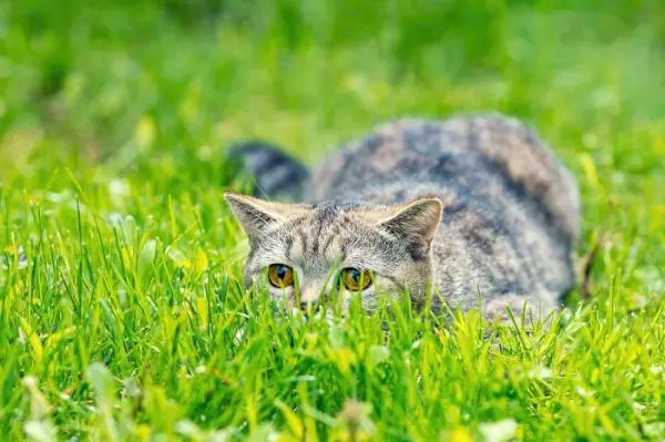 Katze versteckt sich im Gras auf der Suche nach Beute