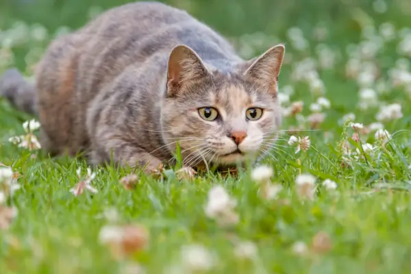 庭で飛び跳ねる猫