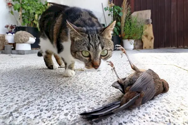 Katze bringt toten Vogel