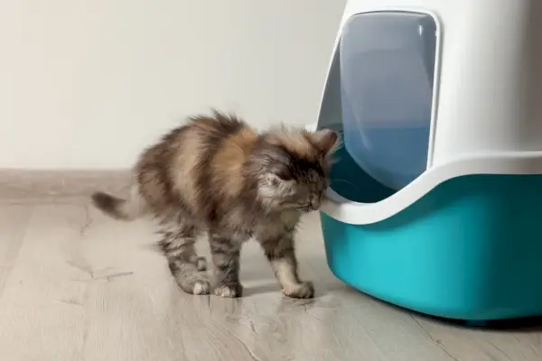 Kedi çöp kutusunun kenarlarını tırmalıyor