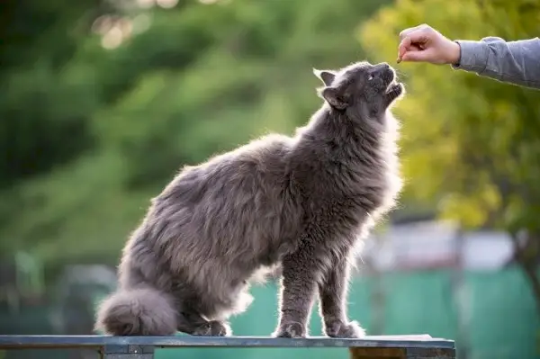 Matningstid för en katt, som visar vikten av närande måltider i kattvård.