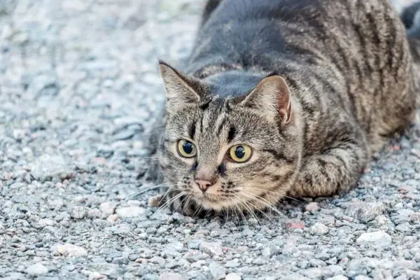 gestreepte bruine kat liggend op de grond