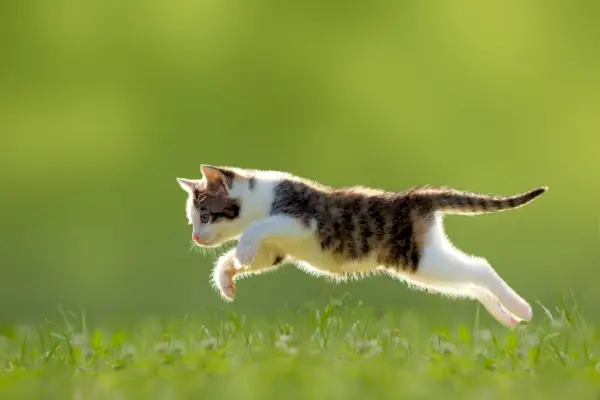 La imagen retrata una escena dinámica de un gato en medio de un salto.