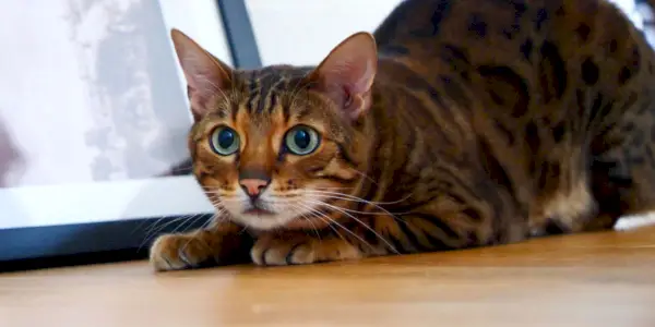 L’image montre un chat dans une posture équilibrée et alerte, prêt à bondir.