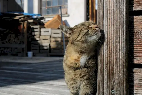 Gato esfregando o rosto para marcar território