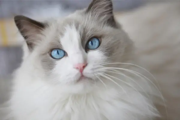 Ragdoll kat, en venlig katterace