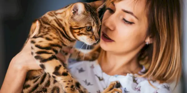 Chat à l'expression alerte et attentive