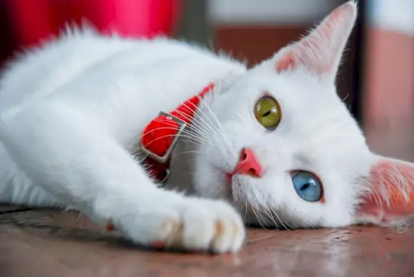 Chat blanc avec hétérochromie