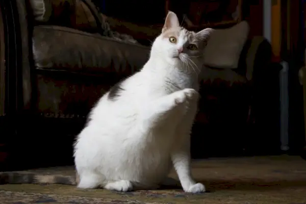 Una imagen divertida que captura a un gato confundido con una pata levantada de manera burlona, ​​reflejando al felino.