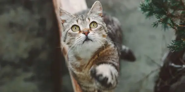 Una imagen cautivadora de un hermoso gato rayado de pelo corto sentado con gracia mientras levanta su pata delantera, mostrando una postura elegante y equilibrada que irradia encanto y curiosidad.