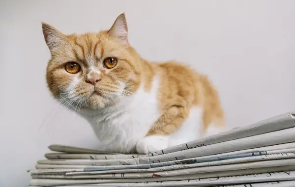 Un gatto affascinato da un giornale, si siede accanto ad esso e aggiunge un tocco di curiosità felina alla scena quotidiana.