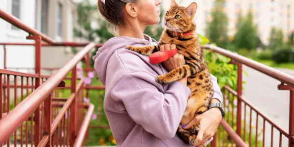 Et billede, der fanger en person, der forsigtigt bærer en kat i deres arme, og fremhæver det særlige bånd og tillid, der eksisterer mellem en kat og dens menneskelige følgesvend.