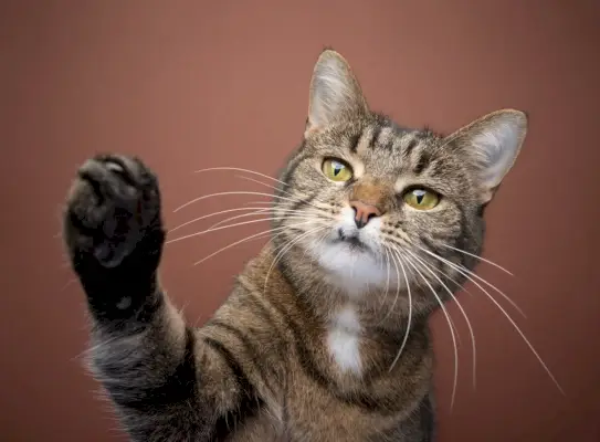 Juguetón gato atigrado de pelo corto levantando la pata alcanzando a la cámara