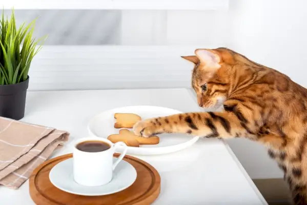 Un chat du Bengale cherche un biscuit dans une assiette