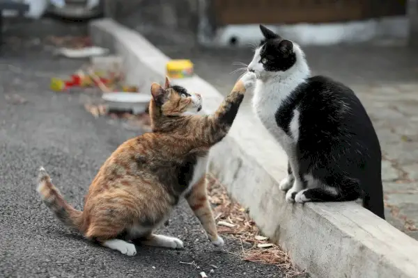 un gato acercándose a un amigo sentado