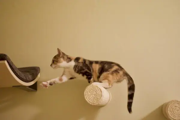 Gato carey alcanzando el último paso en el muro de escalada para gatos