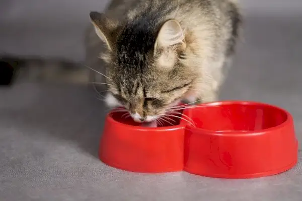 hermoso gato bebiendo de un cuenco