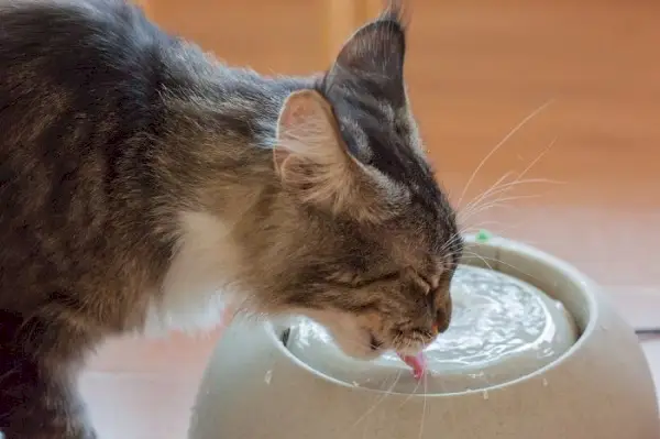 Brun katt drikker vann