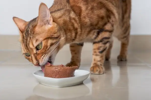 El gato de Bengala come comida húmeda