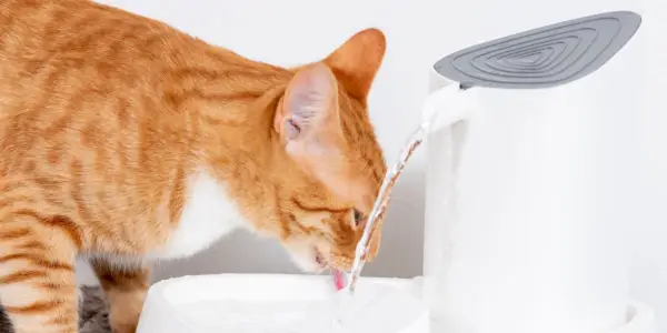 Gatto che beve acqua pulita da un distributore