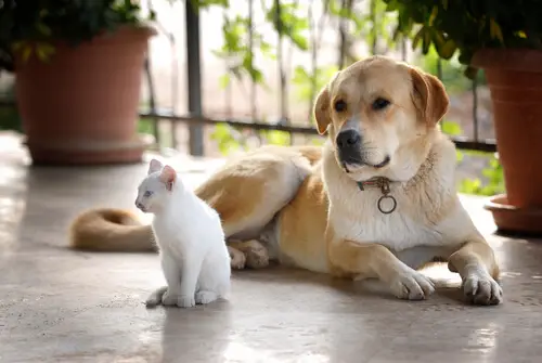 Kediler ve köpekler birlikte yaşıyor.