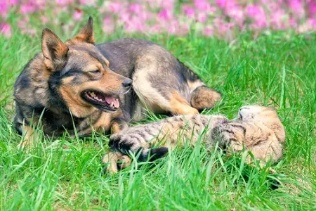 Chats et chiens cohabitent.