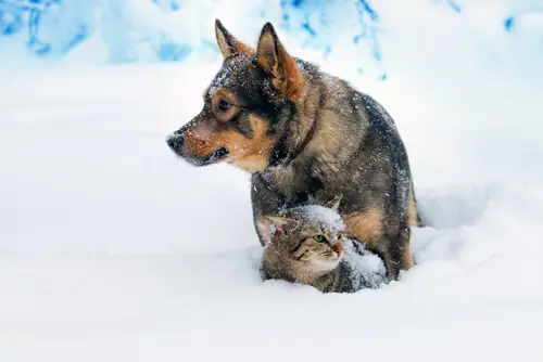 Katte og hunde kommer sammen.