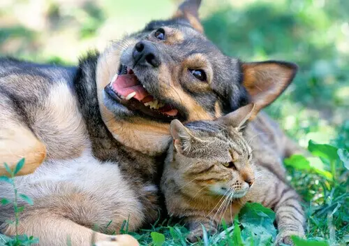 Chat et chien s'entendent bien.