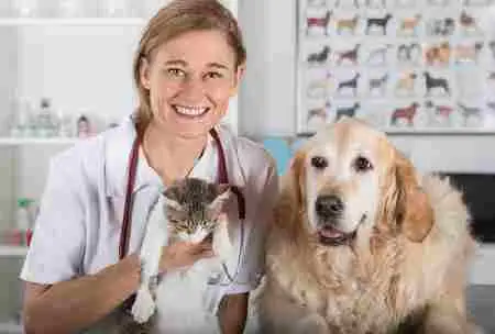 Perros y gatos viviendo en armonía.