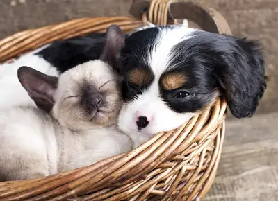 Gatti e cani in un'interazione amichevole.