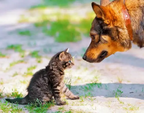 14 motivi per cui cani e gatti possono andare d'accordo