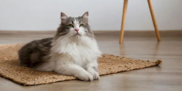 Image captivante d'un chat à poil long avec une fourrure luxueuse, mettant en valeur son motif de pelage complexe et ses mèches fluides.