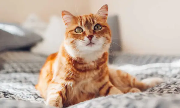 Ein Bild einer orangefarbenen Katze, die in einem bequemen Bett faulenzt.